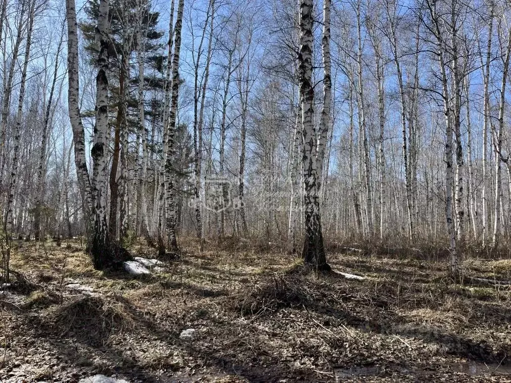 Участок в Иркутская область, Иркутск Юбилейный мкр, ул. Березовая (5.0 ... - Фото 1