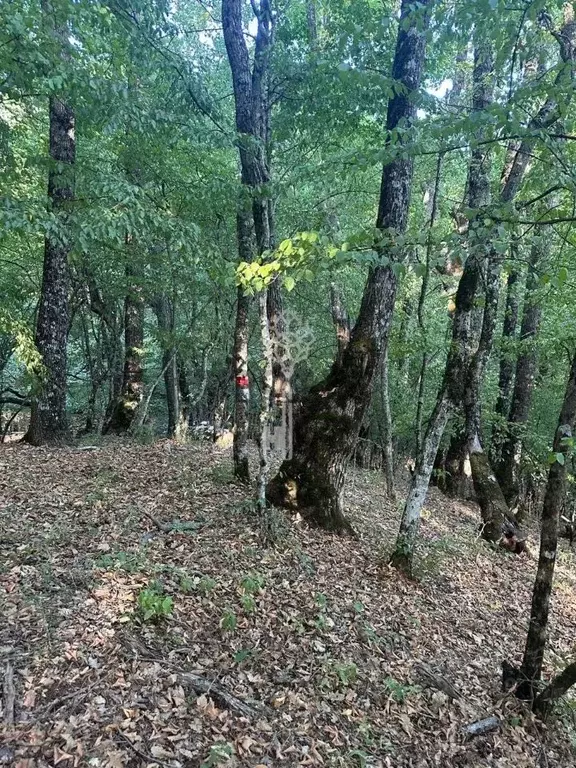 Участок в Крым, Алушта муниципальный округ, пос. Розовый  (8.8 сот.) - Фото 1