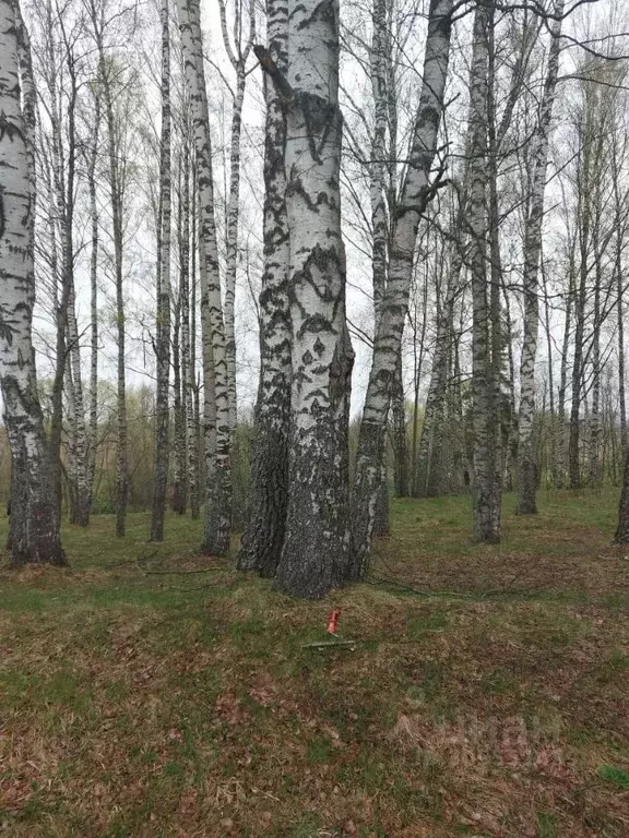 Участок в Тверская область, Кашинский городской округ, д. Соколово  ... - Фото 0