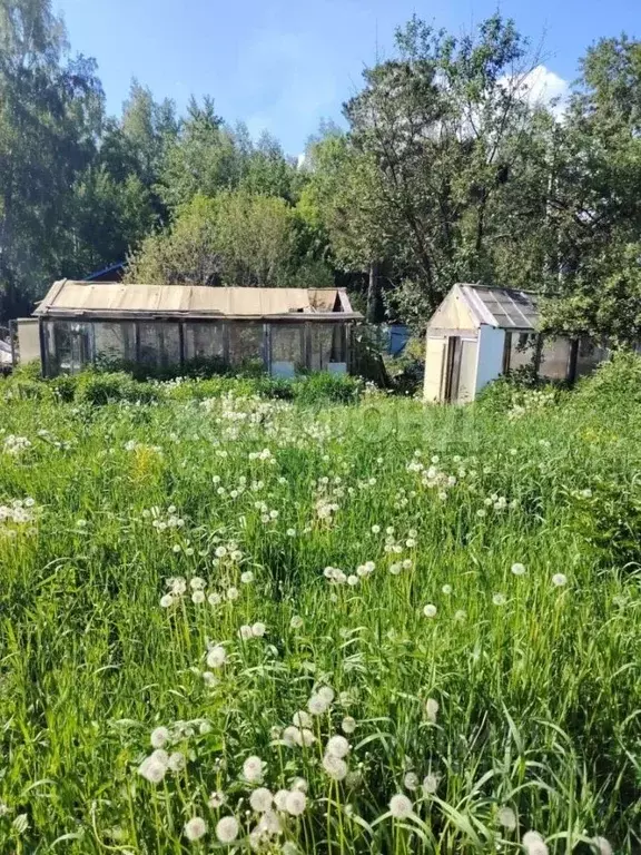 Участок в Новосибирская область, Новосибирск Золотая Горка СНТ, аллея ... - Фото 1