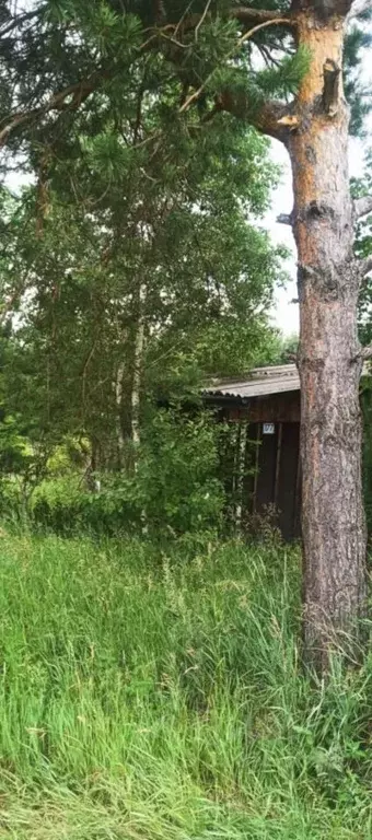 Участок в Иркутская область, Иркутский муниципальный округ, Пролетарий ... - Фото 1