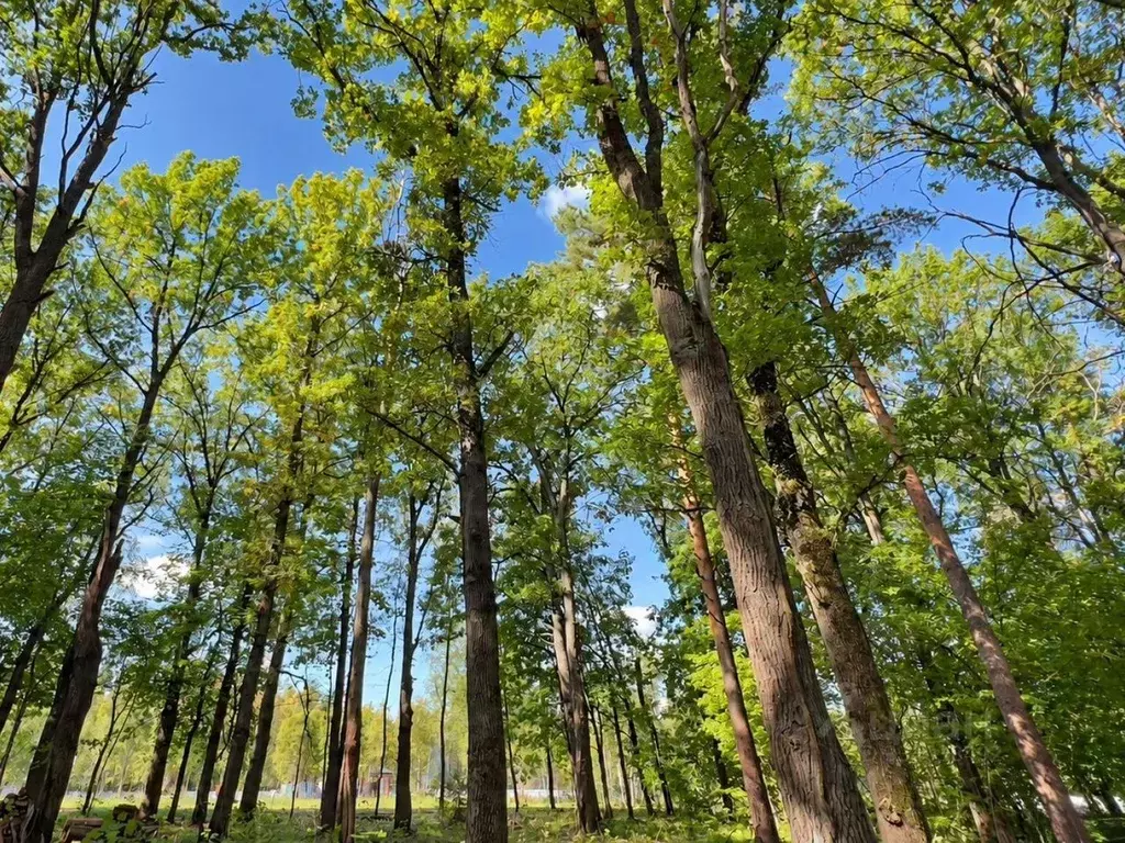Участок в Московская область, Одинцовский городской округ, пос. Дома ... - Фото 2
