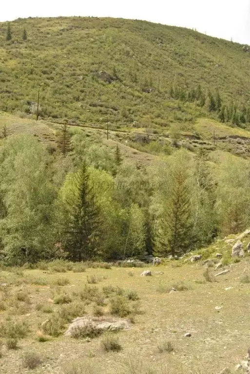 Участок в Алтай, Онгудайский район, с. Купчегень Средняя ул. (14.6 ... - Фото 1