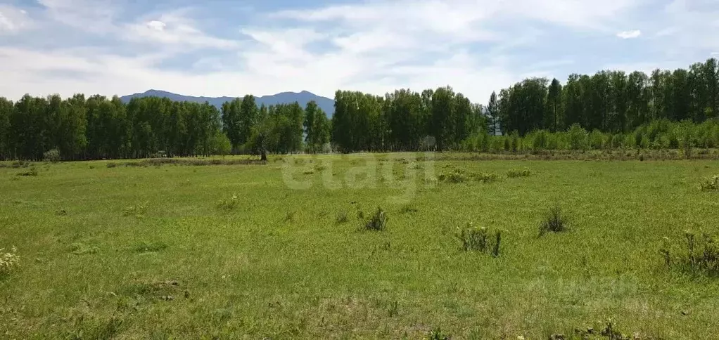 Участок в Алтай, Усть-Коксинский район, с. Горбуново  (530.0 сот.) - Фото 1