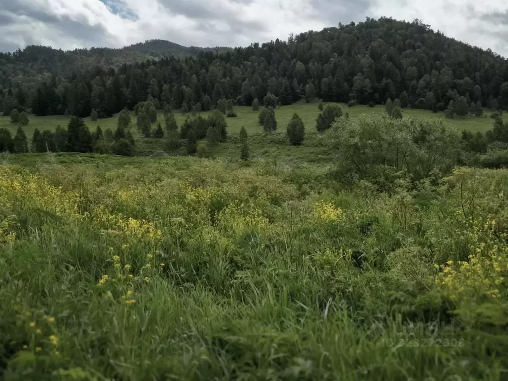 Участок в Алтай, Чемальский район, Узнезинское с/пос  (13.36 сот.) - Фото 1