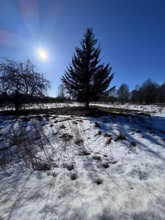Участок в Псковская область, Палкинская волость, д. Полены  (56.0 ... - Фото 1