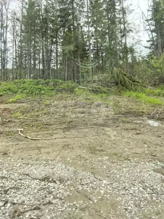 Участок в Пермский край, Березники ул. Вербная, 25 (8.48 сот.) - Фото 2