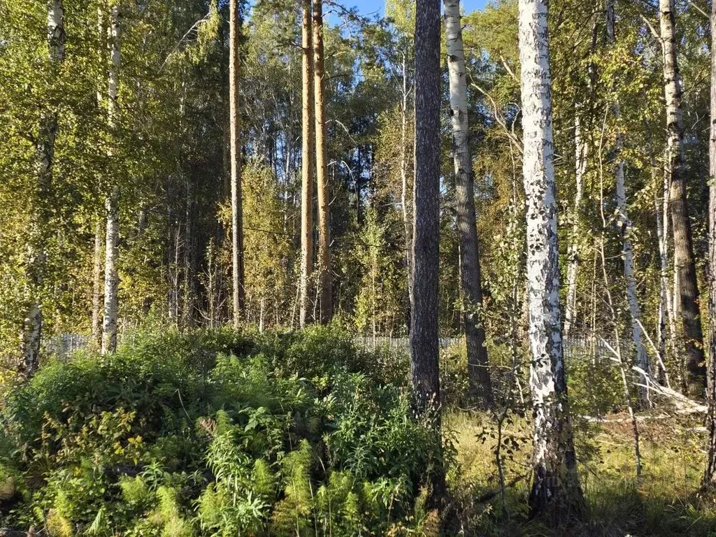 Участок в Свердловская область, Екатеринбург ИЖС Парк Тихое место кп, ... - Фото 1