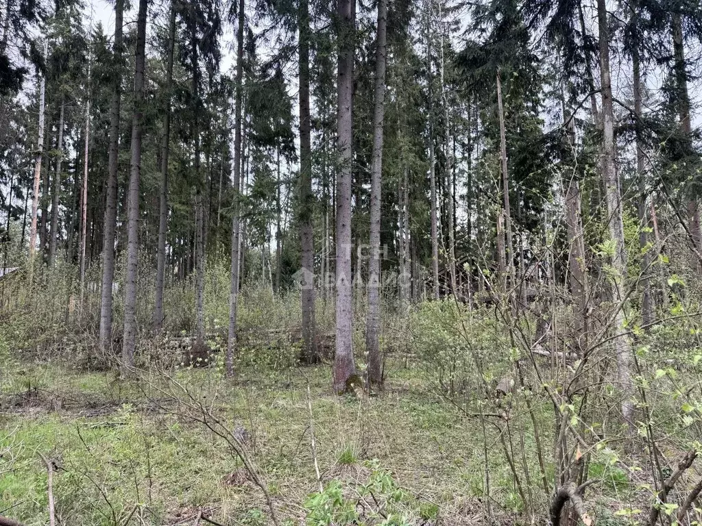 Участок в Московская область, Пушкинский городской округ, Софрино пгт, ... - Фото 1