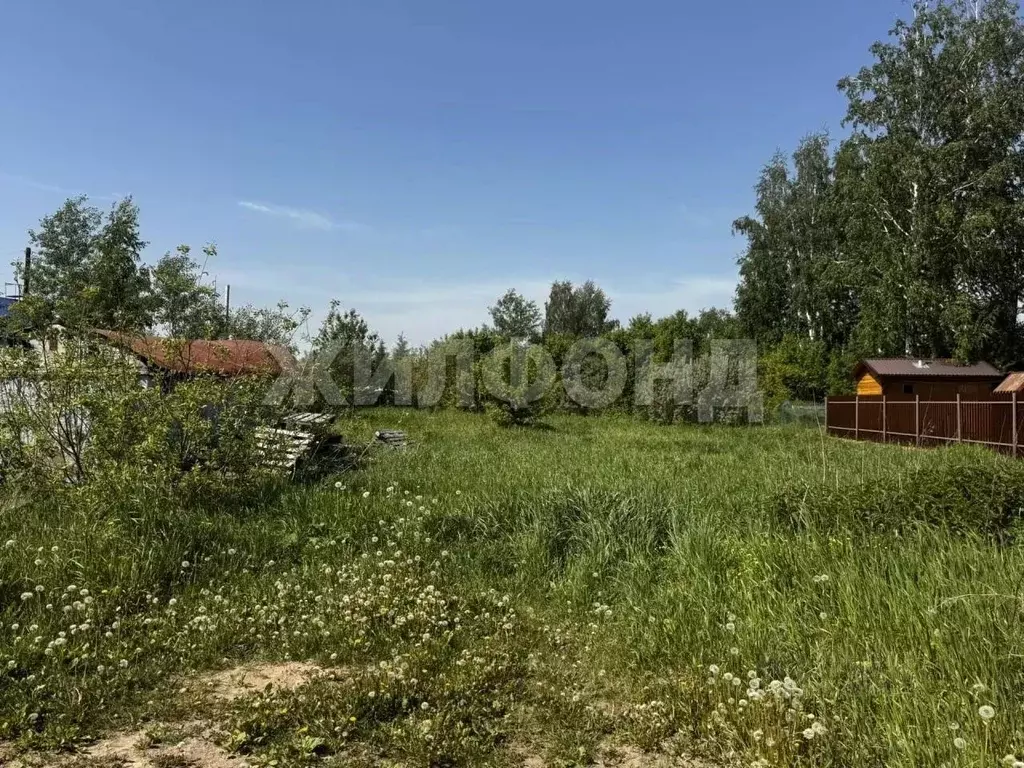 Участок в Новосибирская область, Новосибирский район, Толмачевский ... - Фото 2