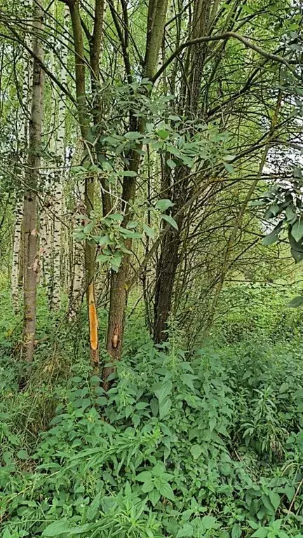 Участок в Московская область, Шатура муниципальный округ, пос. ... - Фото 1