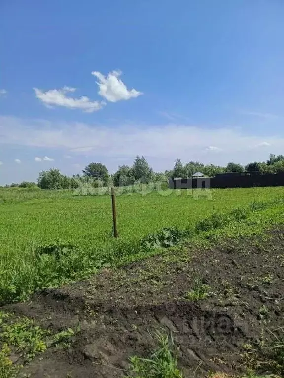 Участок в Новосибирская область, Колыванский район, д. Большой Оеш ул. ... - Фото 1