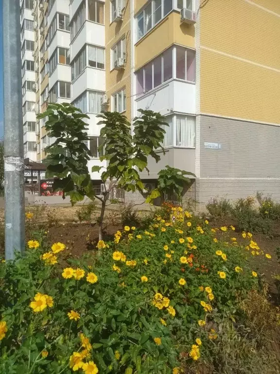 Помещение свободного назначения в Краснодарский край, Краснодар ул. ... - Фото 1