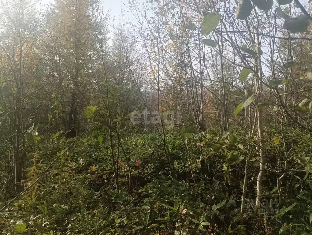 Участок в Сахалинская область, Долинск Восток СТ,  (15.0 сот.) - Фото 0