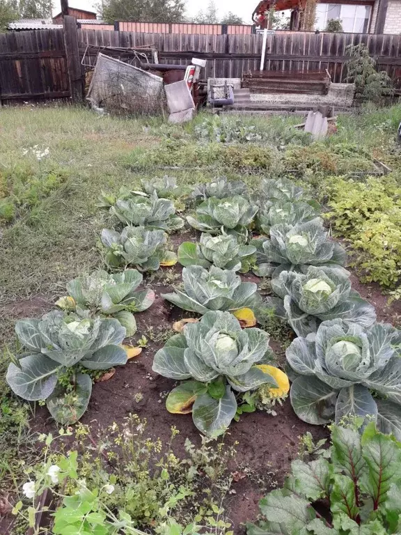 Участок в Саха (Якутия), Якутск городской округ, с. Тулагино  (12.0 ... - Фото 1