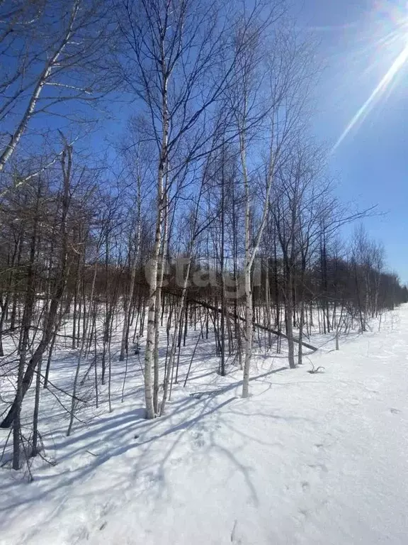 Участок в Сахалинская область, Южно-Сахалинск Здоровье СНТ,  (9.5 ... - Фото 1