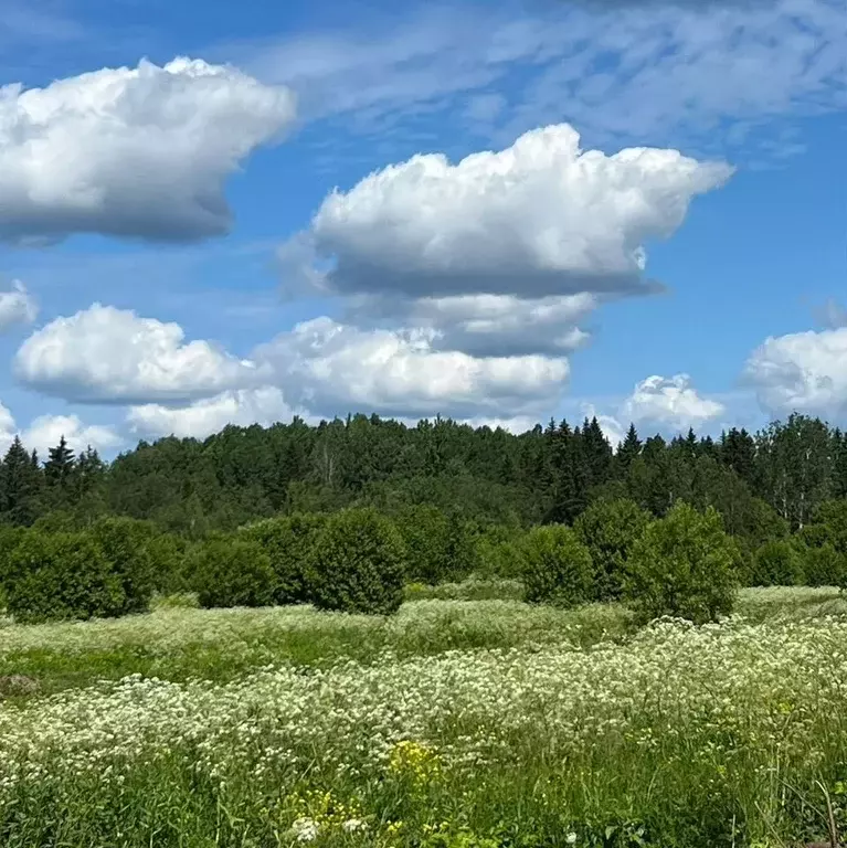 Участок в Ленинградская область, Ломоносовский район, Лопухинское ... - Фото 1