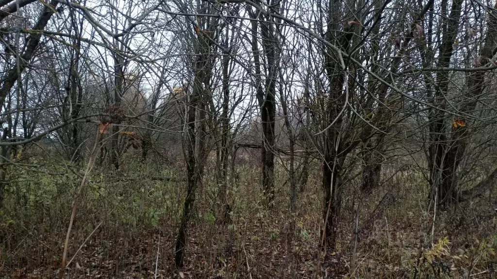 Участок в Московская область, Можайский муниципальный округ, д. ... - Фото 1