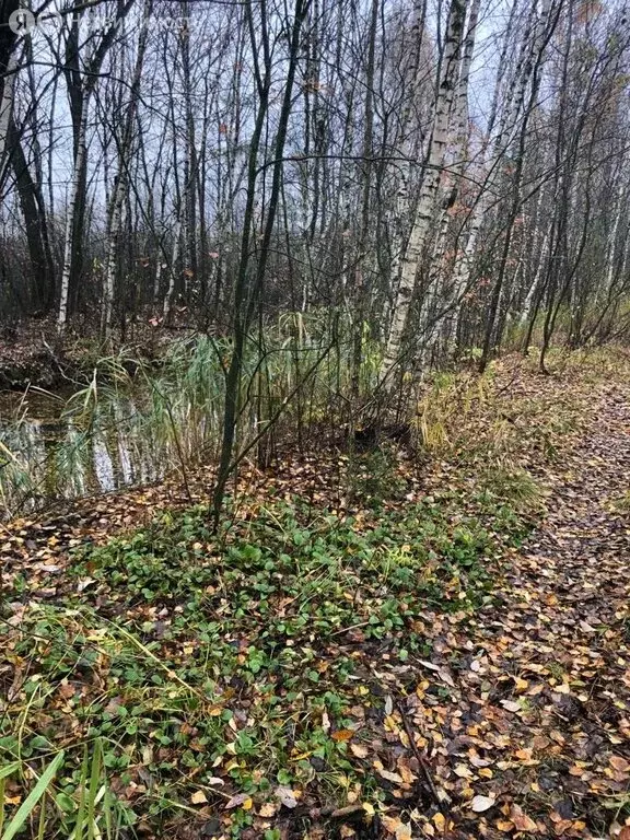 Участок в Богородский городской округ, СНТ Ясень (8 м) - Фото 0