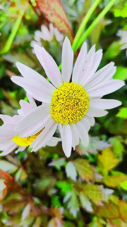 Дом в Архангельская область, Приморский муниципальный округ, Исток СНТ ... - Фото 1