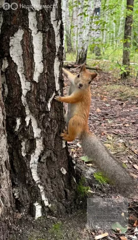 2-комнатная квартира: Челябинск, улица Хариса Юсупова, 70А (41 м) - Фото 1