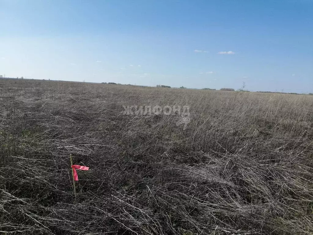 Участок в Новосибирская область, Колывань рп ул. Трактовая (1000.0 ... - Фото 1