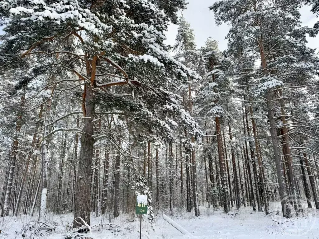 Участок в Выборгский район, Полянское сельское поселение, посёлок ... - Фото 2