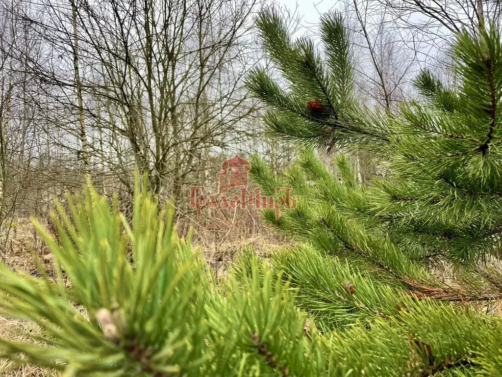 Участок в Владимирская область, Александровский муниципальный округ, ... - Фото 1