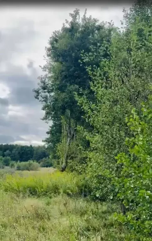 Участок в Калининградская область, Багратионовский муниципальный ... - Фото 1