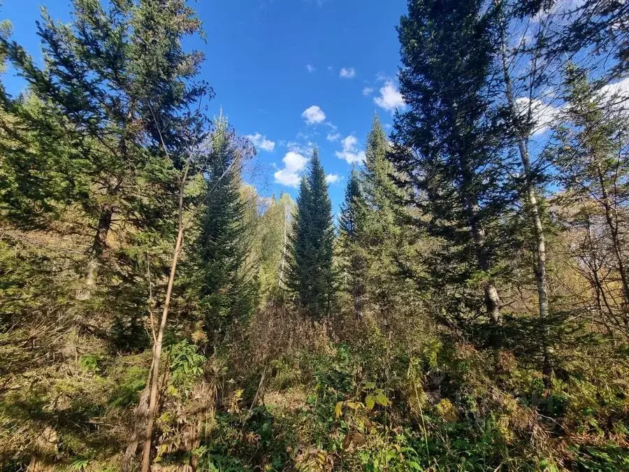 Участок в Кемеровская область, Таштагольский район, Каларское с/пос, ... - Фото 1