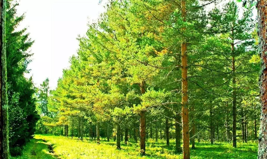 Участок в Московская область, Домодедово городской округ, д. Гальчино  ... - Фото 1