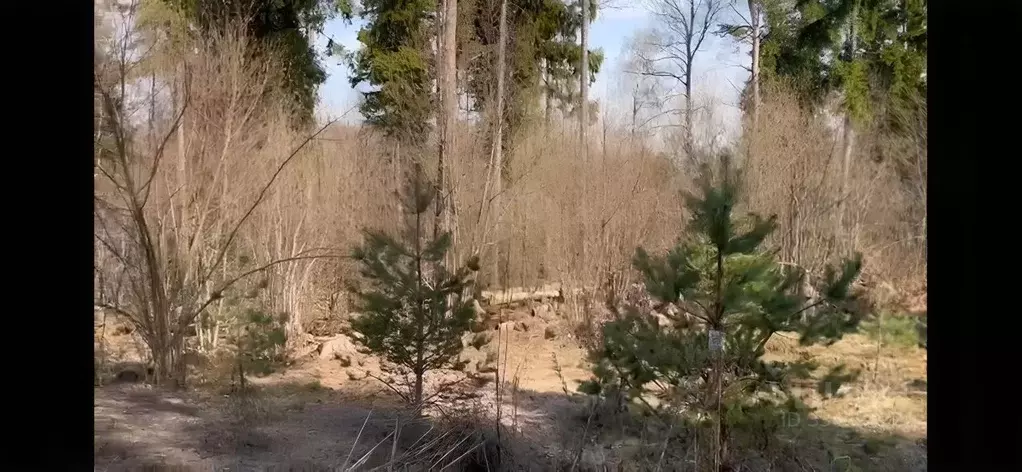 Участок в Московская область, Одинцовский городской округ, д. Дунино, ... - Фото 2