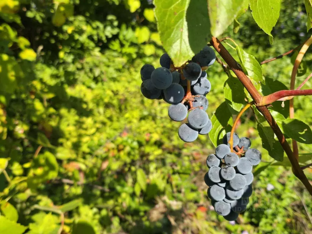 Участок в Нижегородская область, Нижний Новгород № 2 ОАО Зефс СНТ,  ... - Фото 1