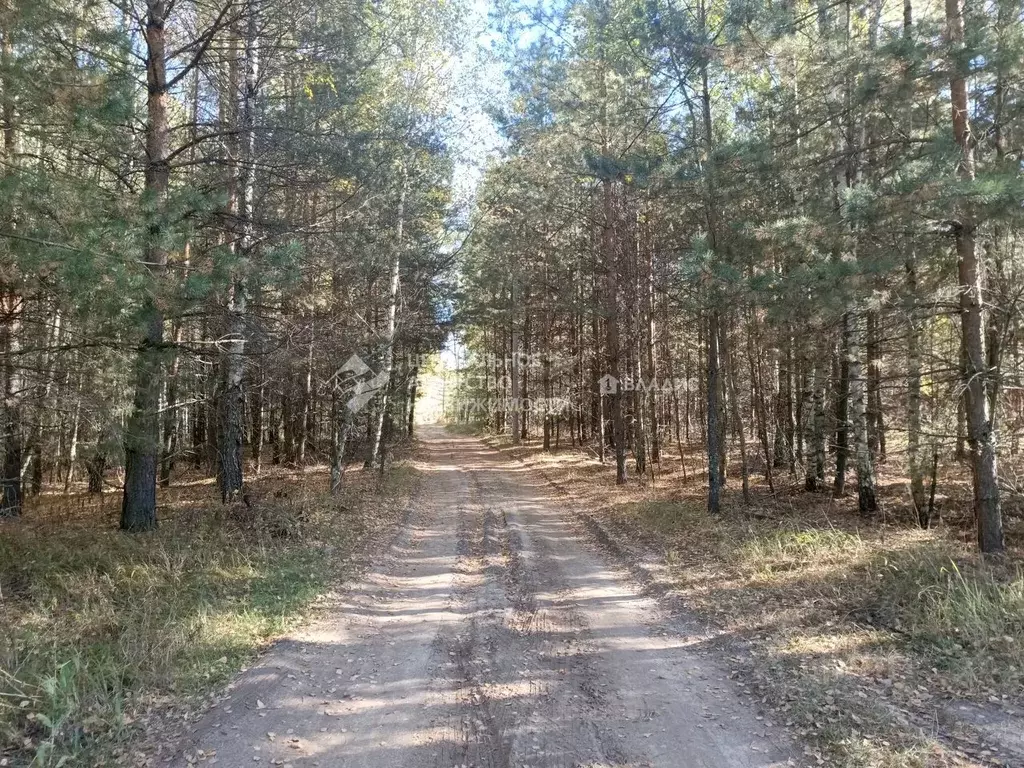 Участок в Рязанская область, Спасский муниципальный округ, ... - Фото 1