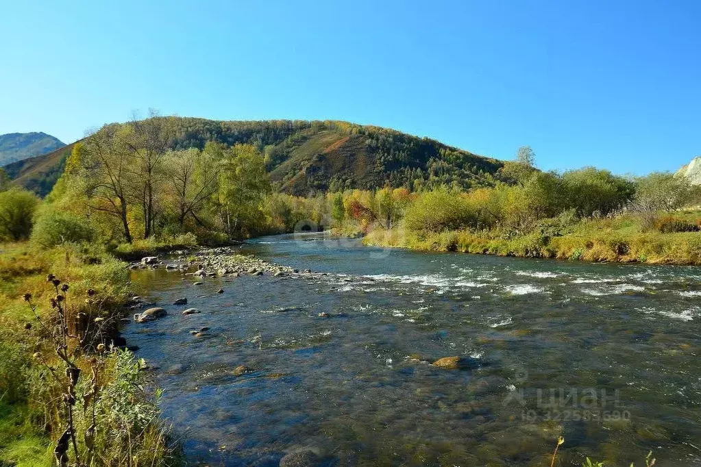 Участок в Алтайский край, Солонешенский район, с. Солонешное ул. А.Я. ... - Фото 1