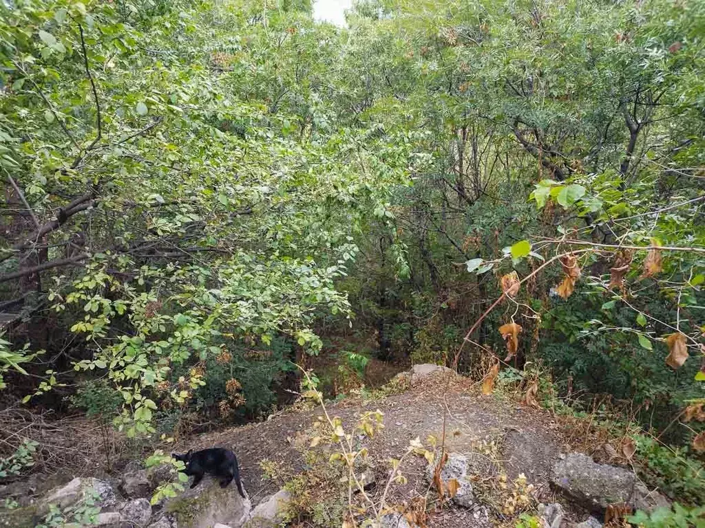 Участок в Крым, Ялта муниципальный округ, Виноградное пгт ул. ... - Фото 1