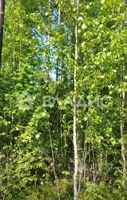 Участок в Ленинградская область, Всеволожск Бернгардовка мкр,  (6.6 ... - Фото 0