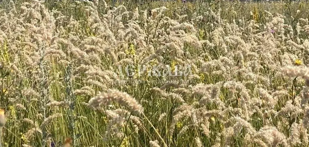 Участок в Белгородская область, Старооскольский городской округ, с. ... - Фото 1