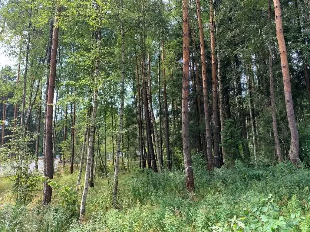 Участок в Московская область, Химки Новогорск Лес ТСН,  (25.86 сот.) - Фото 2