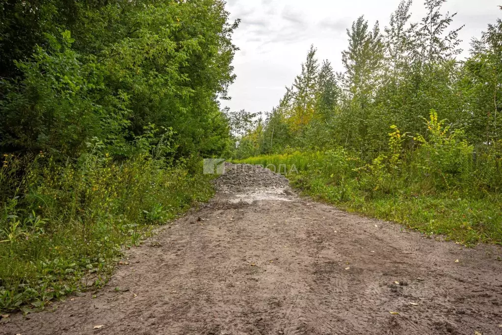 Участок в Новосибирская область, Искитимский район, Мичуринский ... - Фото 1