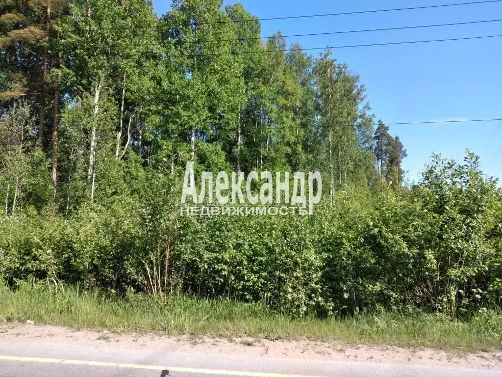 Участок в Ленинградская область, Приозерский район, Ромашкинское ... - Фото 1