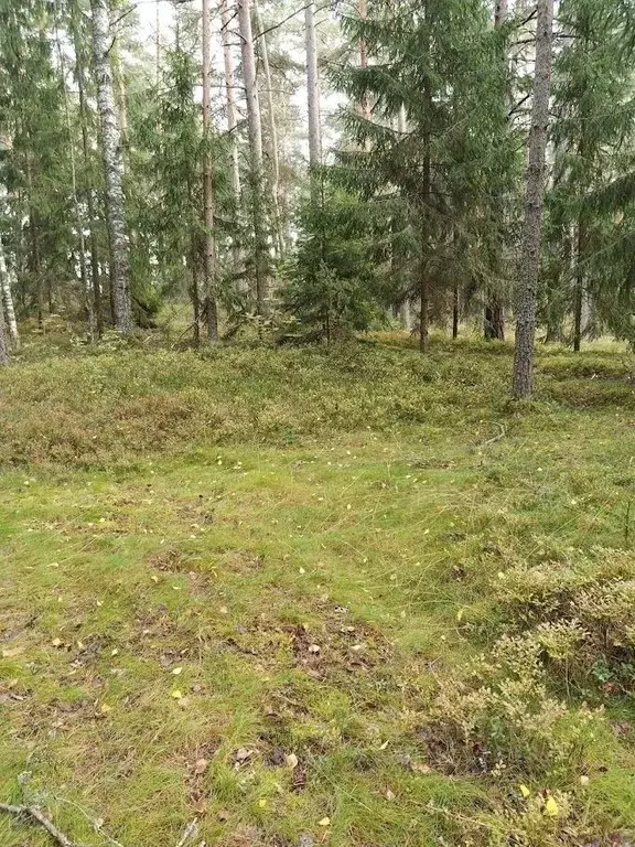 Участок в Ленинградская область, Лужский район, Толмачевское городское ... - Фото 0