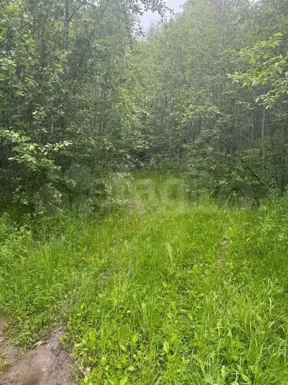 Участок 20 сот. (СНТ, ДНП) - Фото 0