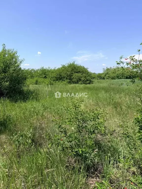 Участок в Белгородская область, Корочанский муниципальный округ, ... - Фото 2