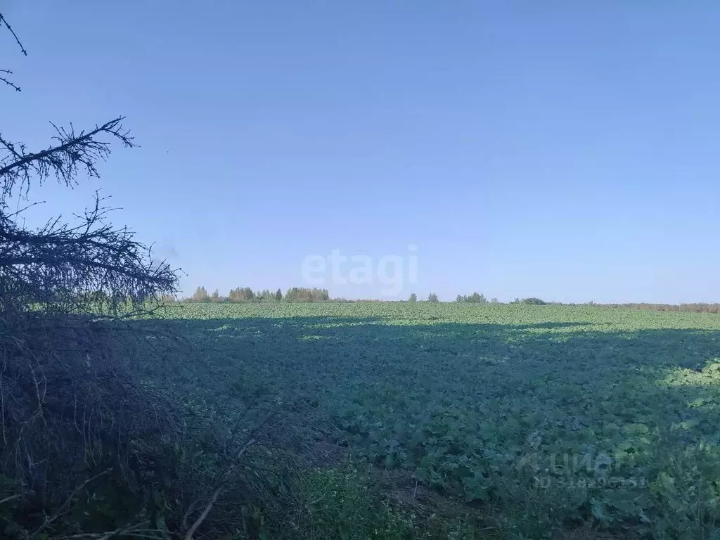 Участок в Смоленская область, Смоленский муниципальный округ, ... - Фото 0
