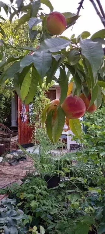 Участок в Крым, Алушта ул. Изумрудная (6.0 сот.) - Фото 1