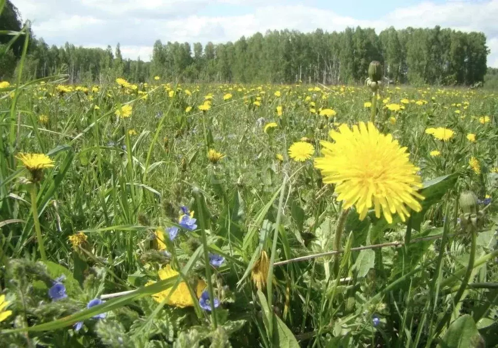 Участок в Новосибирская область, Новосибирский район, Каменский ... - Фото 1