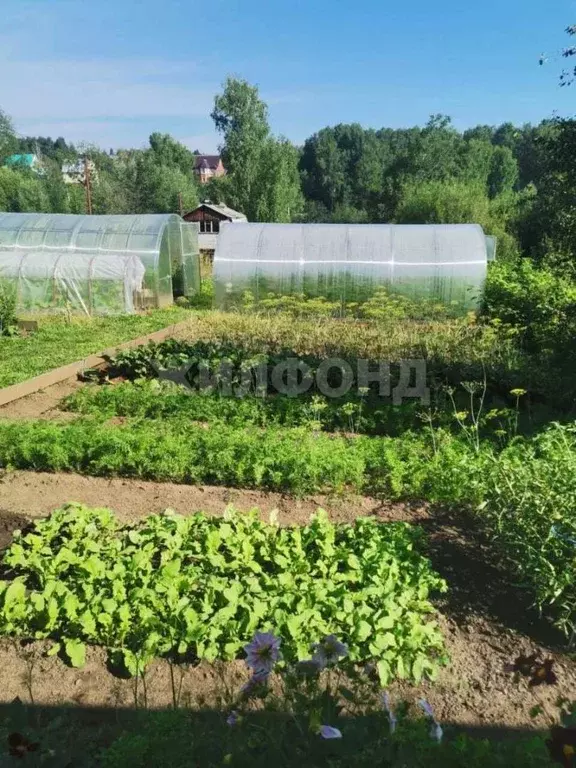 Дом в Новосибирская область, Новосибирск  (40 м) - Фото 1