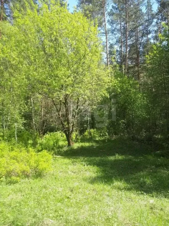 Участок в Алтай, Шебалинский район, с. Камлак  (15.0 сот.) - Фото 1