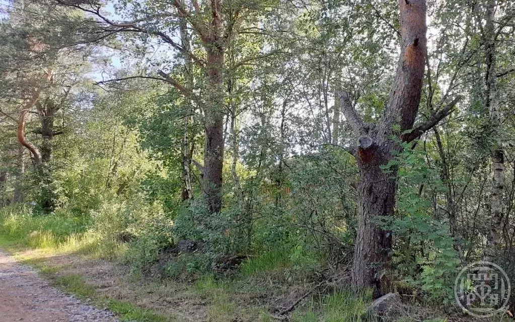 Участок в Ленинградская область, Выборгский район, Красносельское ... - Фото 2